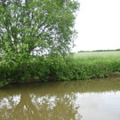 Wyche Angler's stretch of the Shropshire union canal