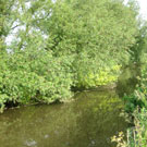 Wyche Angler's stretch of the River Weaver in Nantwich