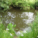 Wyche Angler's stretch of the River Weaver in Nantwich