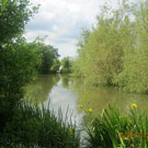 Wyche Angler's Dorrington Pool