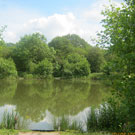 Wyche Angler's Dorrington Pool