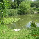 Wyche Angler's Dorrington Pool